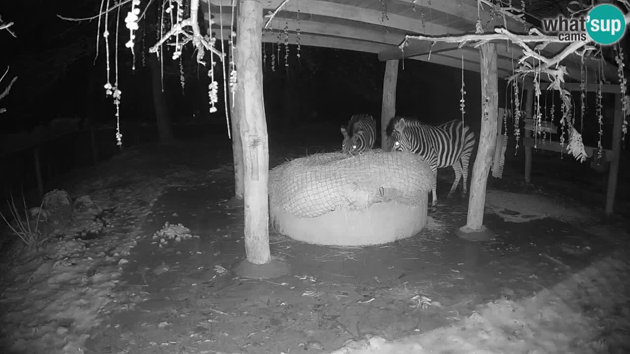 Zebre v živo v živalskem vrtu Ljubljana ZOO spletne kamere