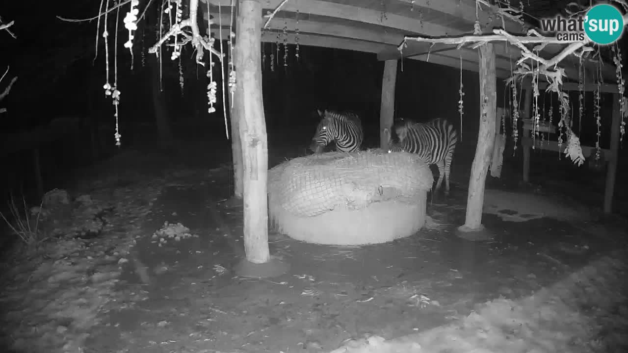 Zebre v živo v živalskem vrtu Ljubljana ZOO spletne kamere