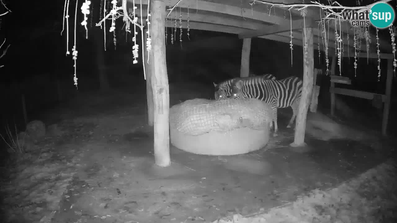 Zebre v živo v živalskem vrtu Ljubljana ZOO spletne kamere