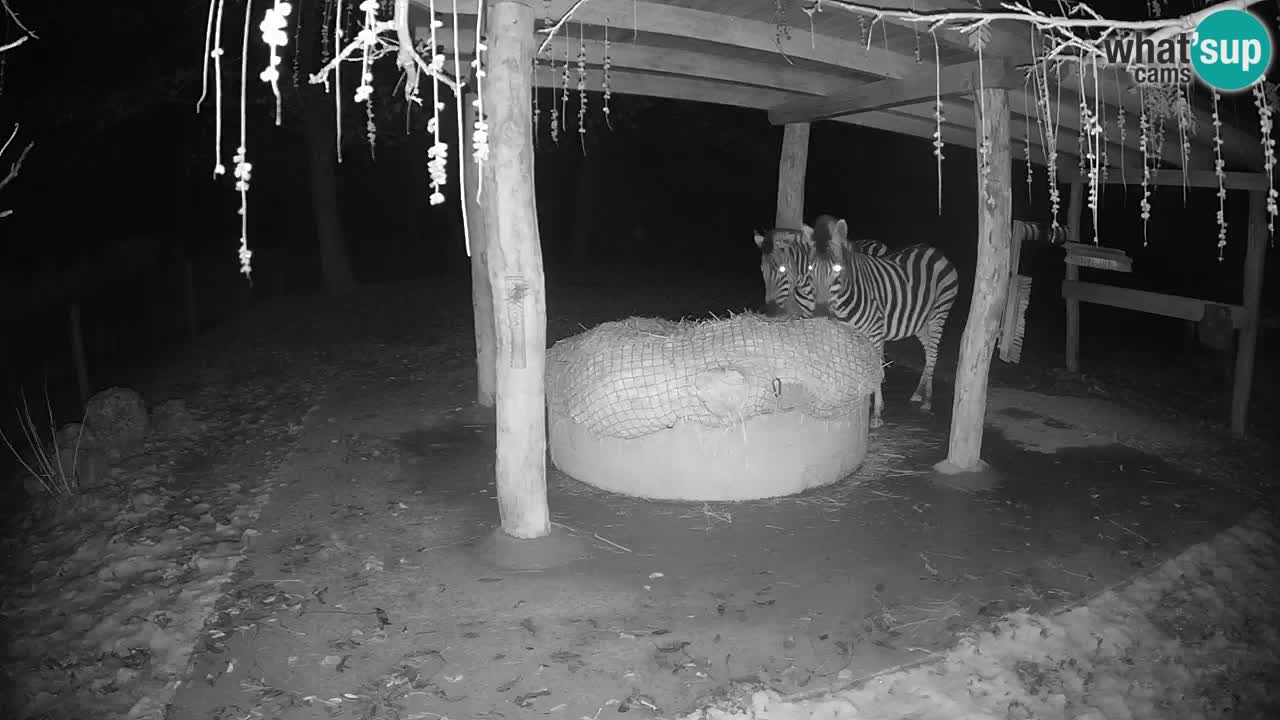 Le Zebre nello ZOO di Ljubljana – Slovenia Live webcam