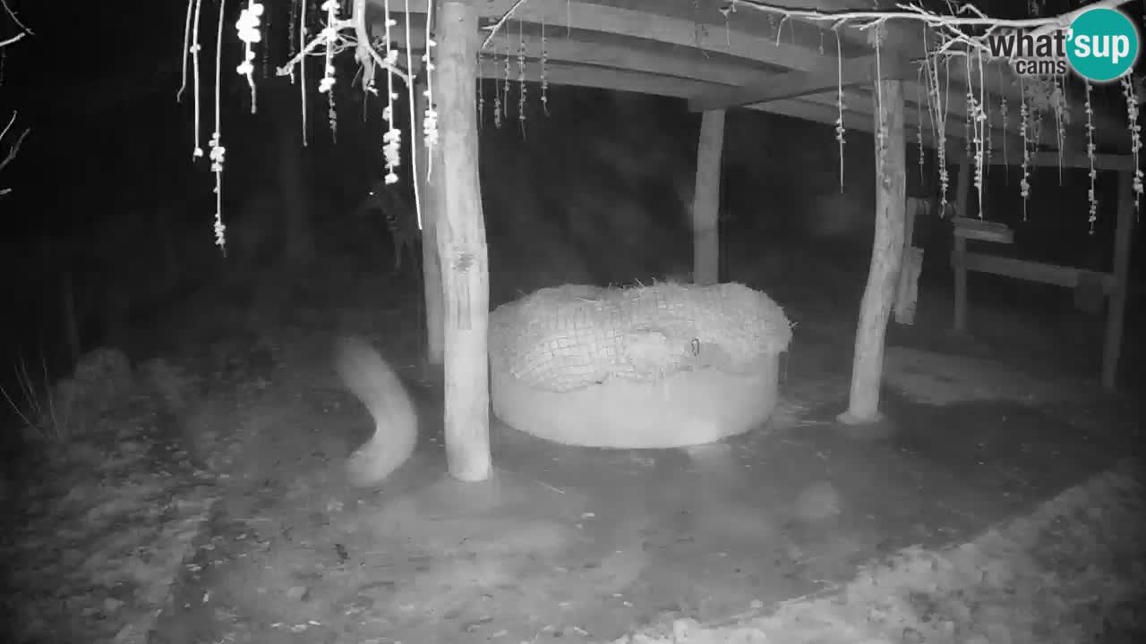 Le Zebre nello ZOO di Ljubljana – Slovenia Live webcam