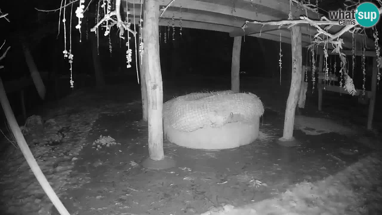 Live Webcam Zebras in Ljubljana ZOO – Slowenien