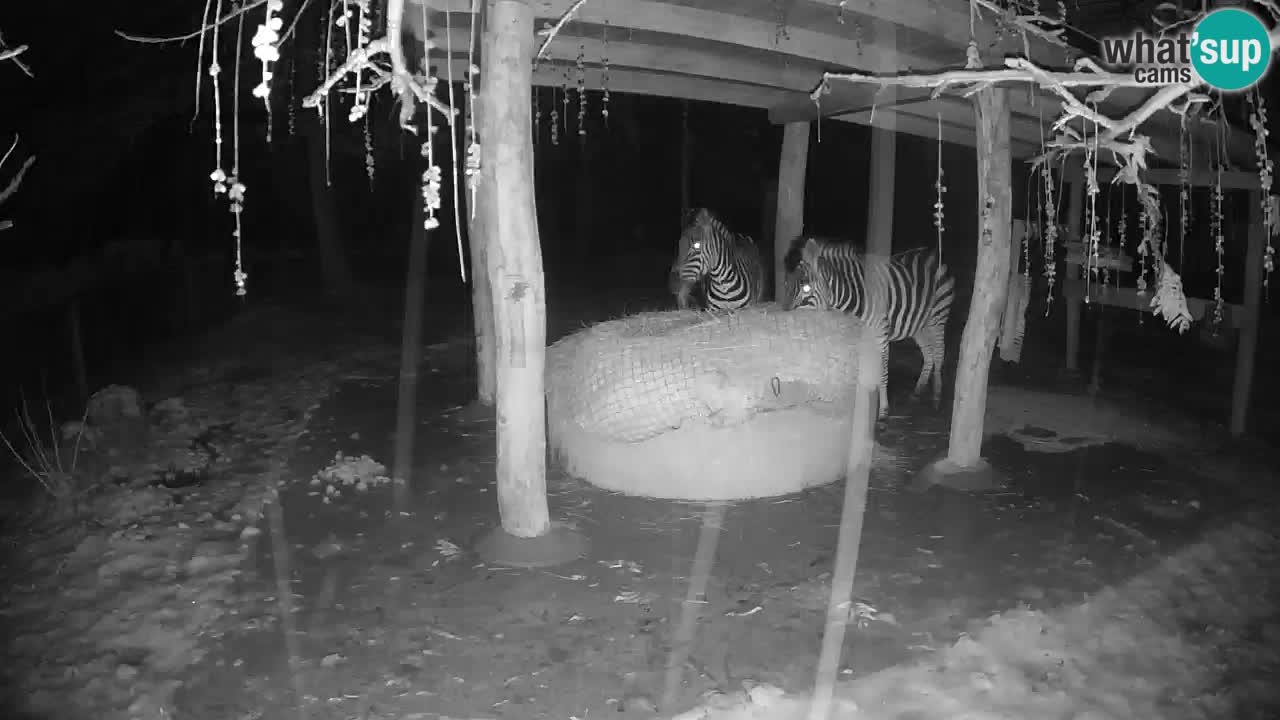 Live Webcam Zebras in Ljubljana ZOO – Slowenien