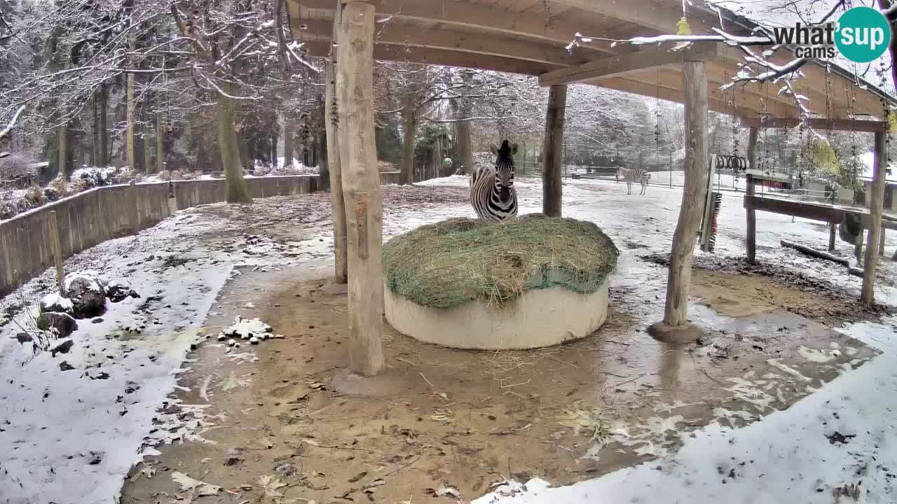 Live Webcam Zebras in Ljubljana ZOO – Slowenien