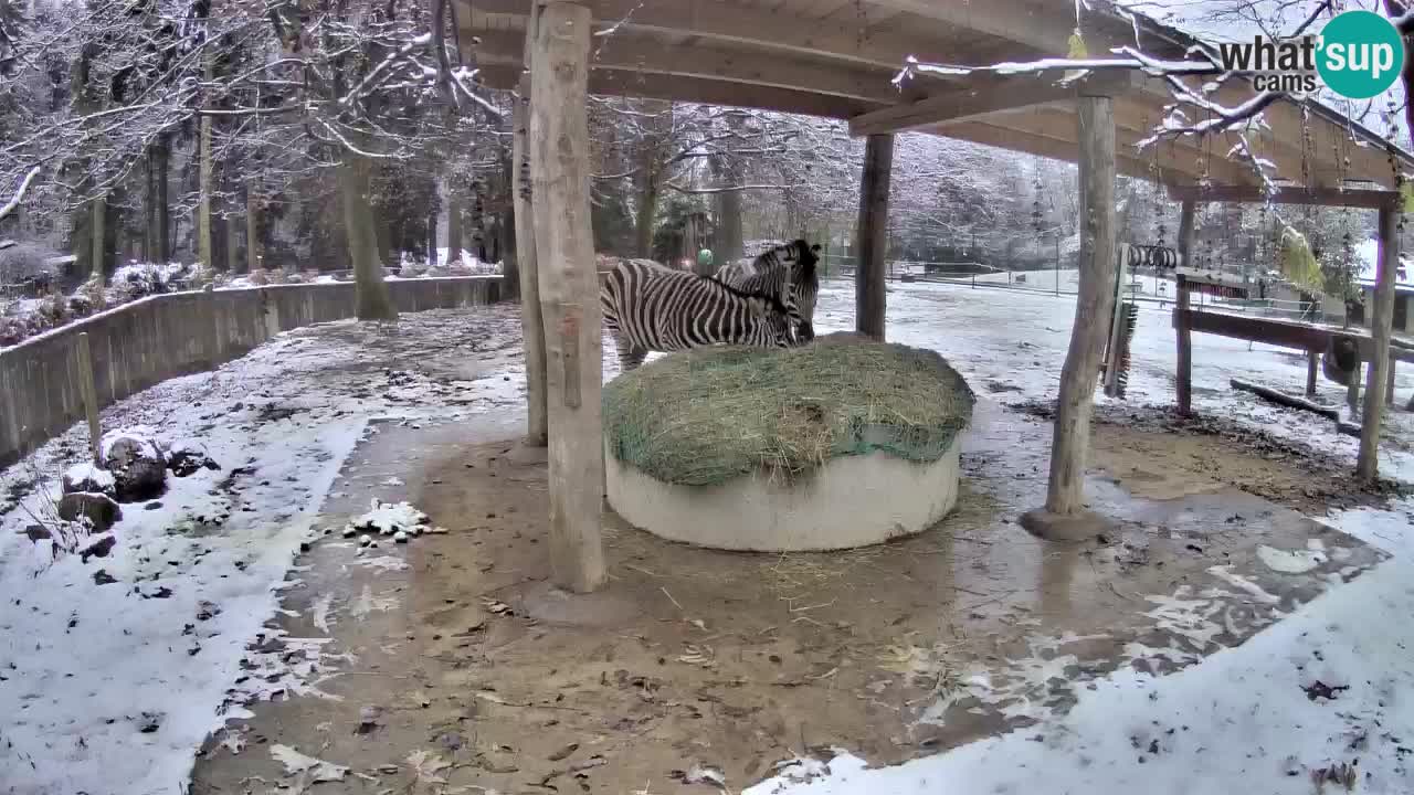 Zebre v živo v živalskem vrtu Ljubljana ZOO spletne kamere