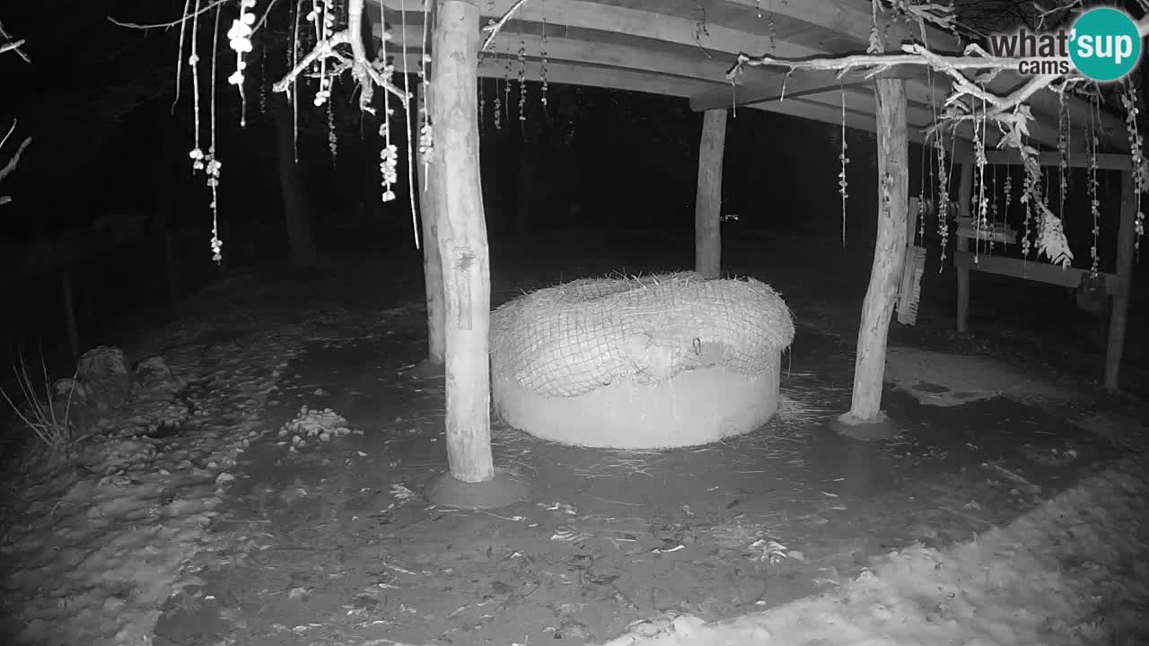 Le Zebre nello ZOO di Ljubljana – Slovenia Live webcam