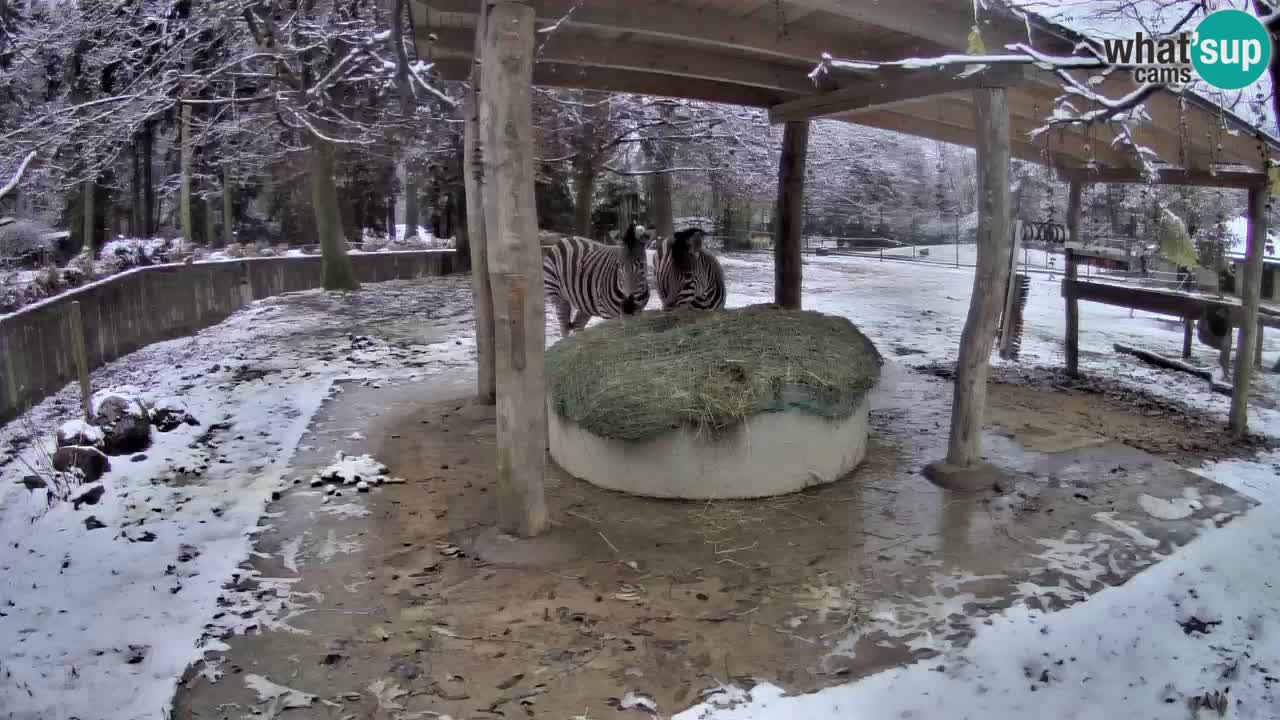 Live Webcam Zebras in Ljubljana ZOO – Slowenien