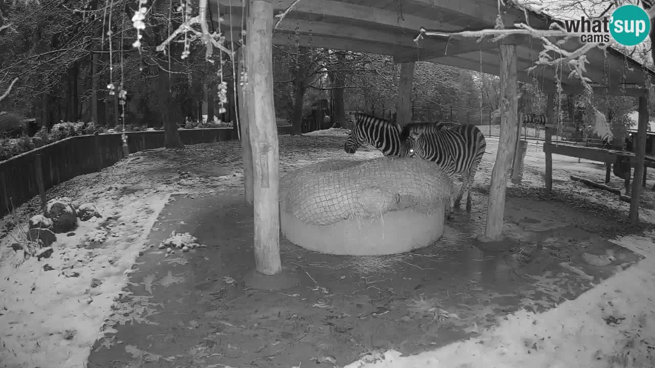 Camera en vivo Cebras in Ljubljana ZOO – Eslovenia