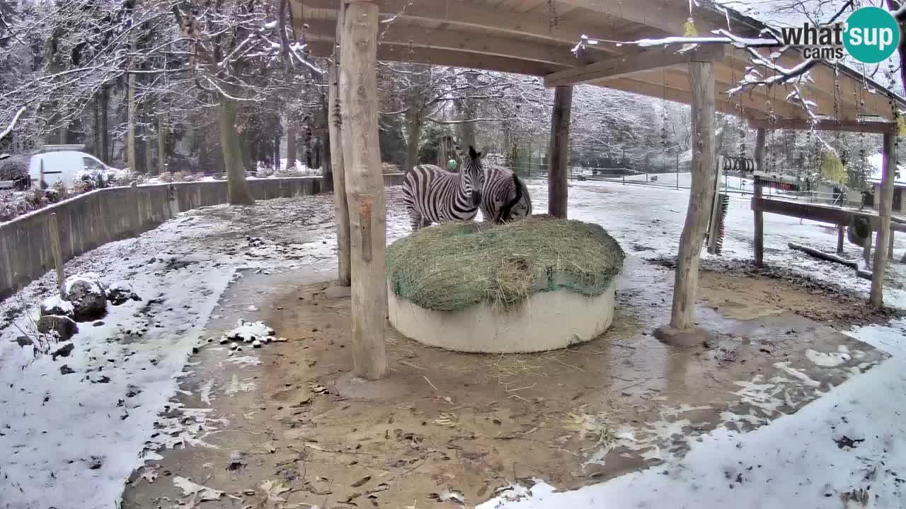 Le Zebre nello ZOO di Ljubljana – Slovenia Live webcam