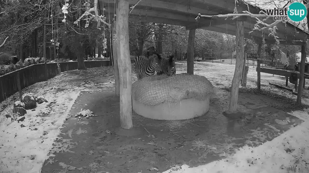 Zebre v živo v živalskem vrtu Ljubljana ZOO spletne kamere