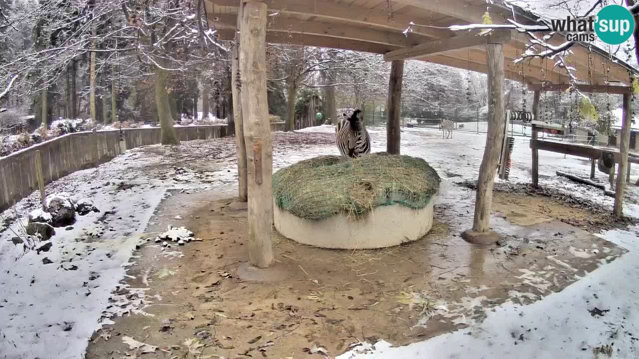 Zebre v živo v živalskem vrtu Ljubljana ZOO spletne kamere