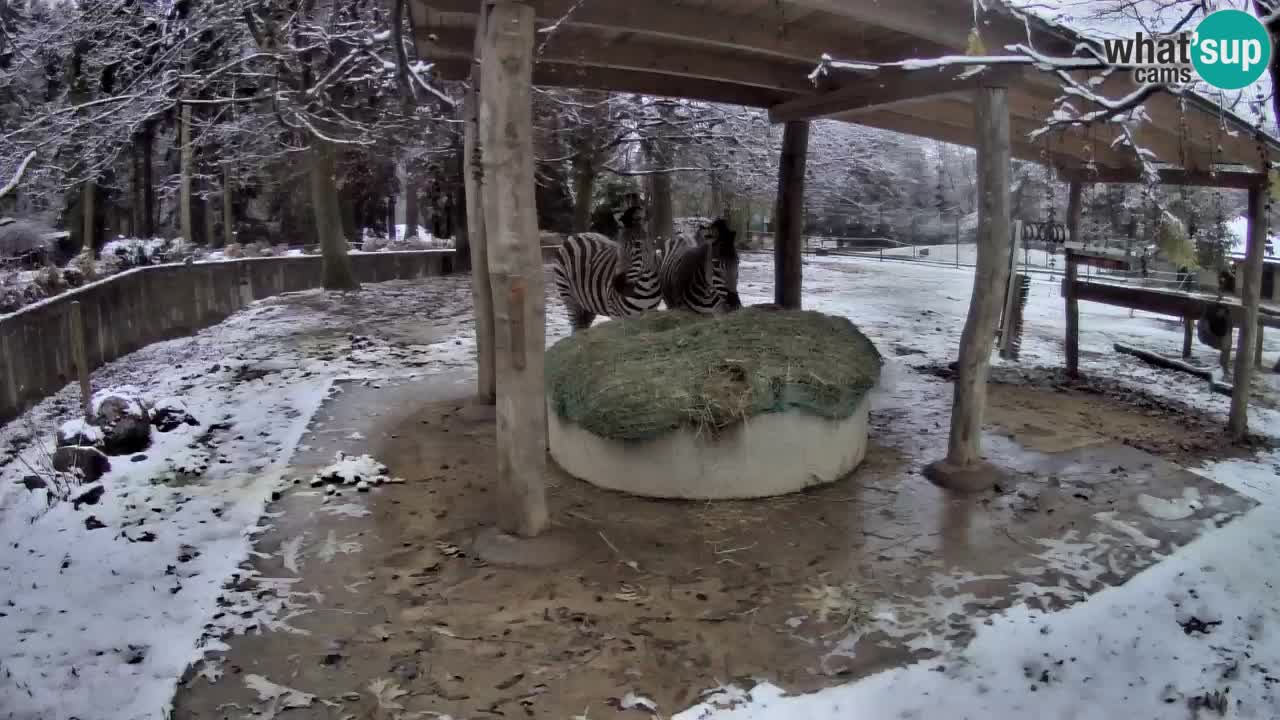 Zebre v živo v živalskem vrtu Ljubljana ZOO spletne kamere