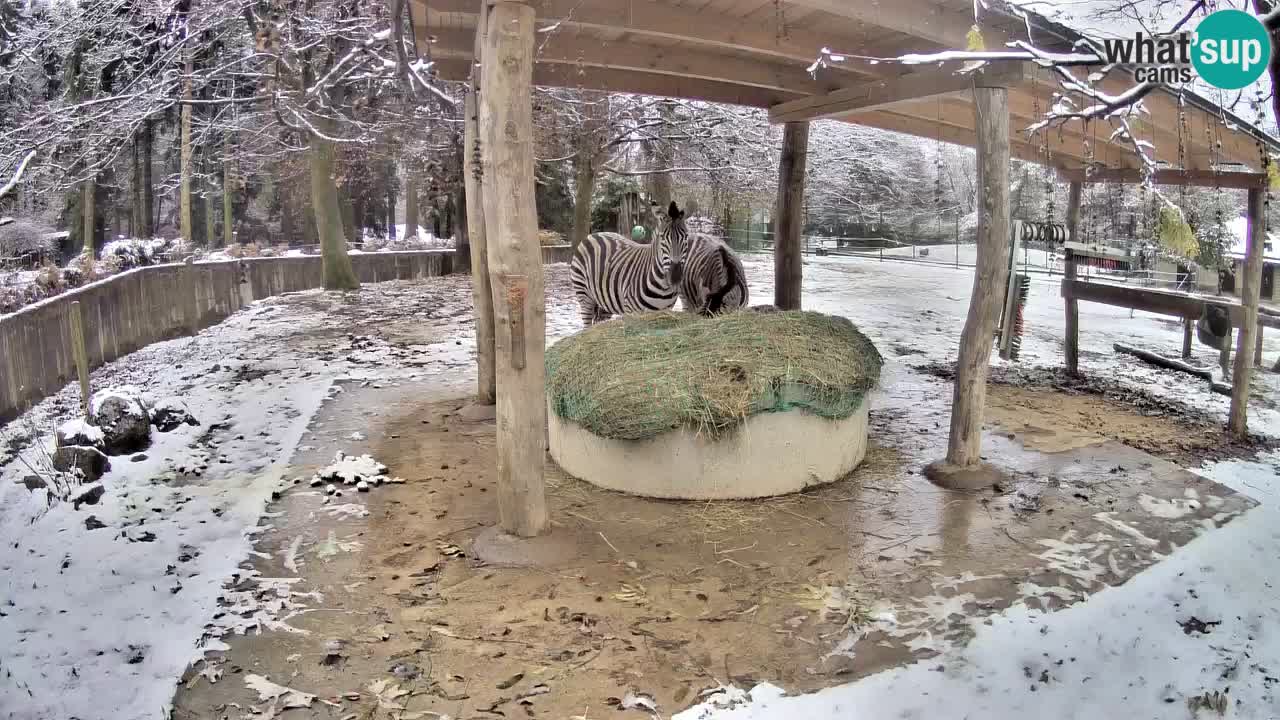 Le Zebre nello ZOO di Ljubljana – Slovenia Live webcam