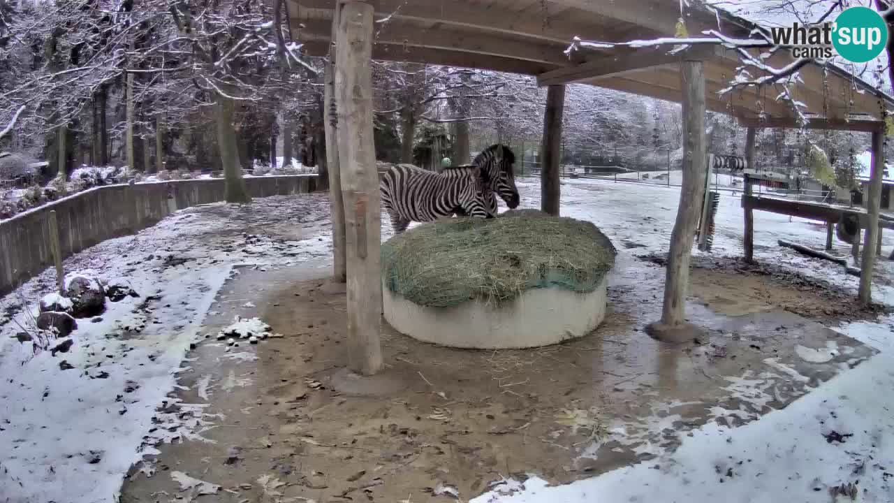 Le Zebre nello ZOO di Ljubljana – Slovenia Live webcam