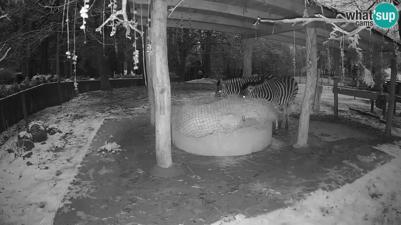 Zebre v živo v živalskem vrtu Ljubljana ZOO spletne kamere