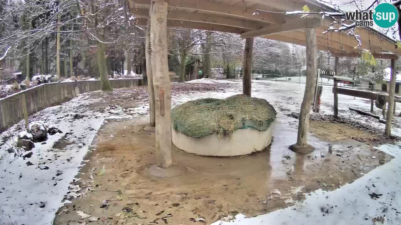 Live Webcam Zebras in Ljubljana ZOO – Slowenien