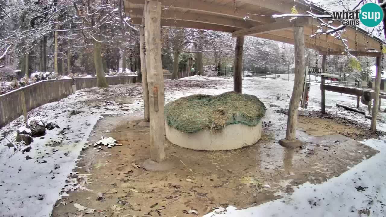 Zebre v živo v živalskem vrtu Ljubljana ZOO spletne kamere