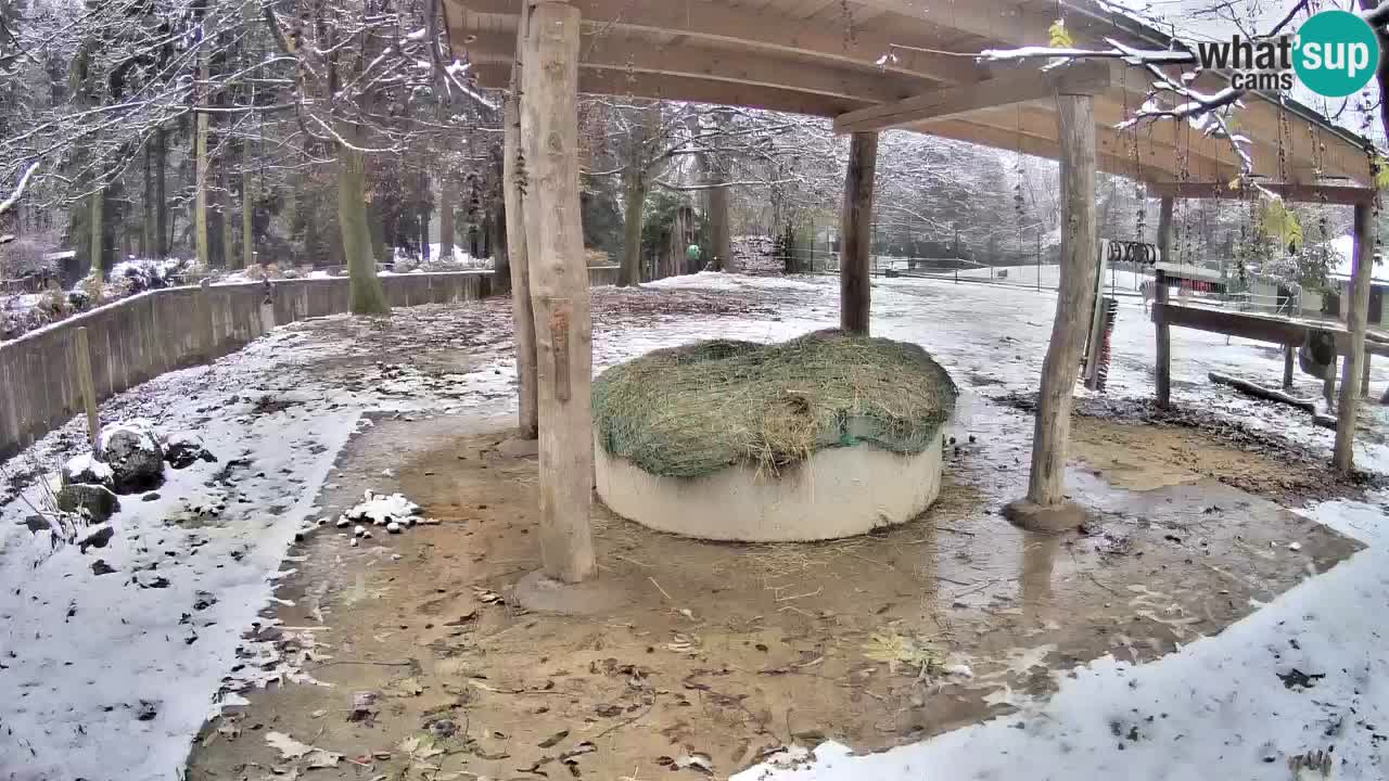 Live Webcam Zebras in Ljubljana ZOO – Slowenien