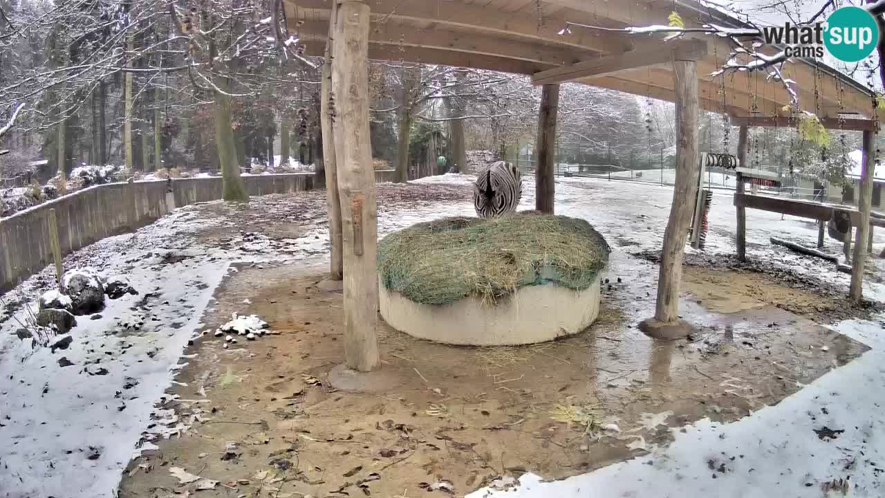 Le Zebre nello ZOO di Ljubljana – Slovenia Live webcam