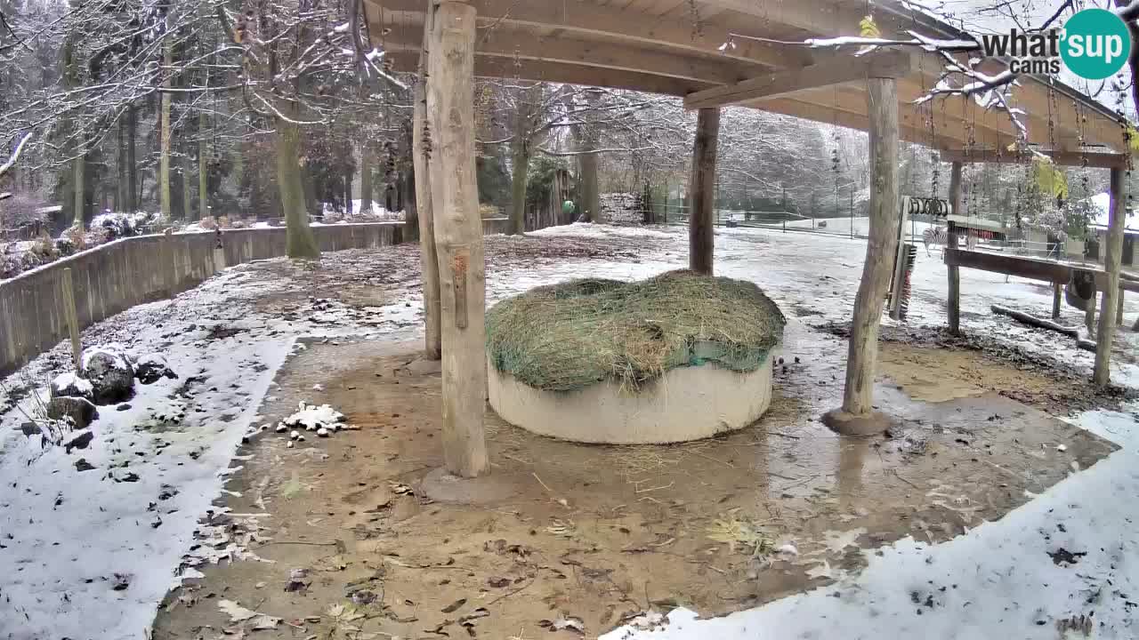 Zebre v živo v živalskem vrtu Ljubljana ZOO spletne kamere