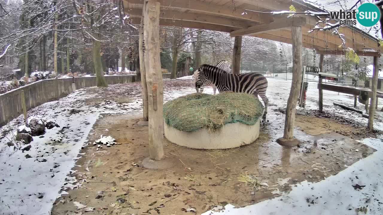 Le Zebre nello ZOO di Ljubljana – Slovenia Live webcam