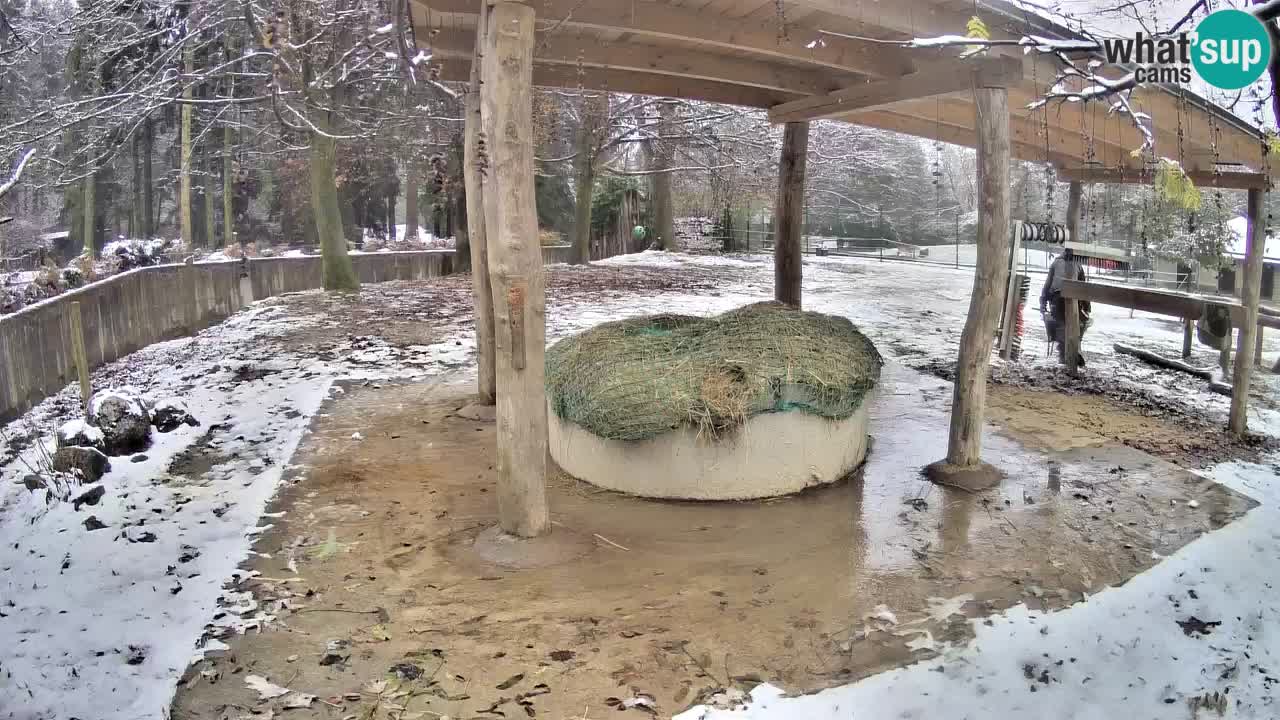 Camera en vivo Cebras in Ljubljana ZOO – Eslovenia