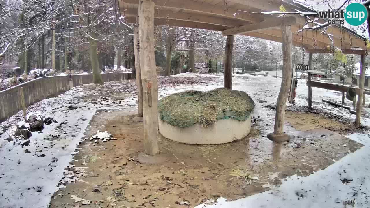 Live Webcam Zebras in Ljubljana ZOO – Slowenien