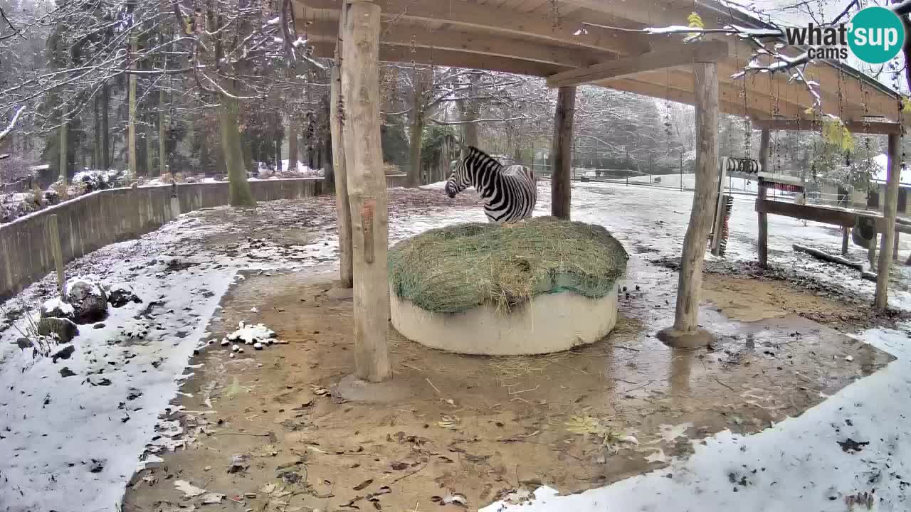 Zebre v živo v živalskem vrtu Ljubljana ZOO spletne kamere