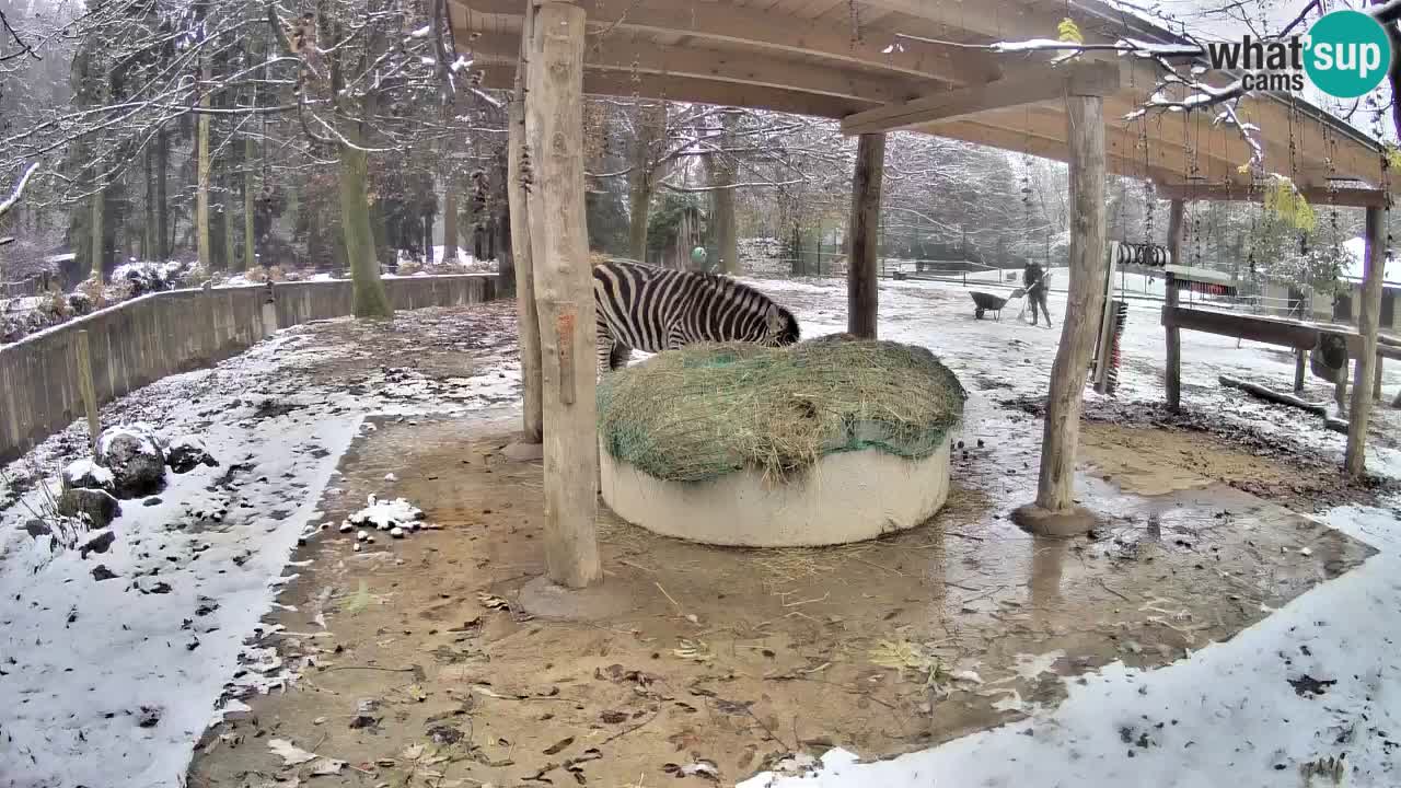 Live Webcam Zebras in Ljubljana ZOO – Slowenien