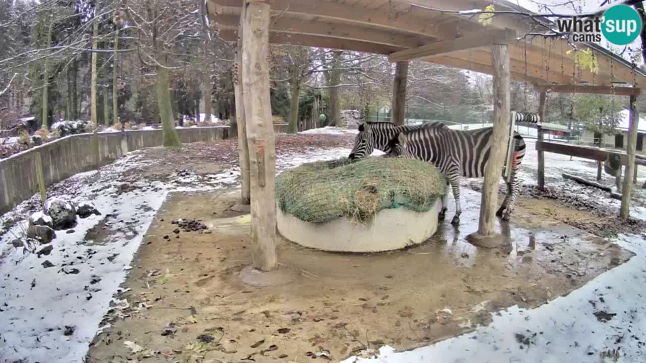 Le Zebre nello ZOO di Ljubljana – Slovenia Live webcam