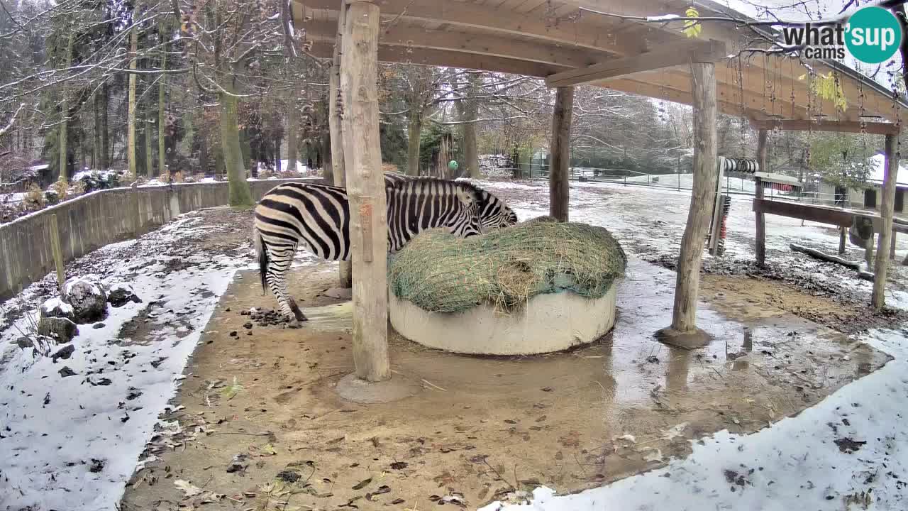 Zebre v živo v živalskem vrtu Ljubljana ZOO spletne kamere