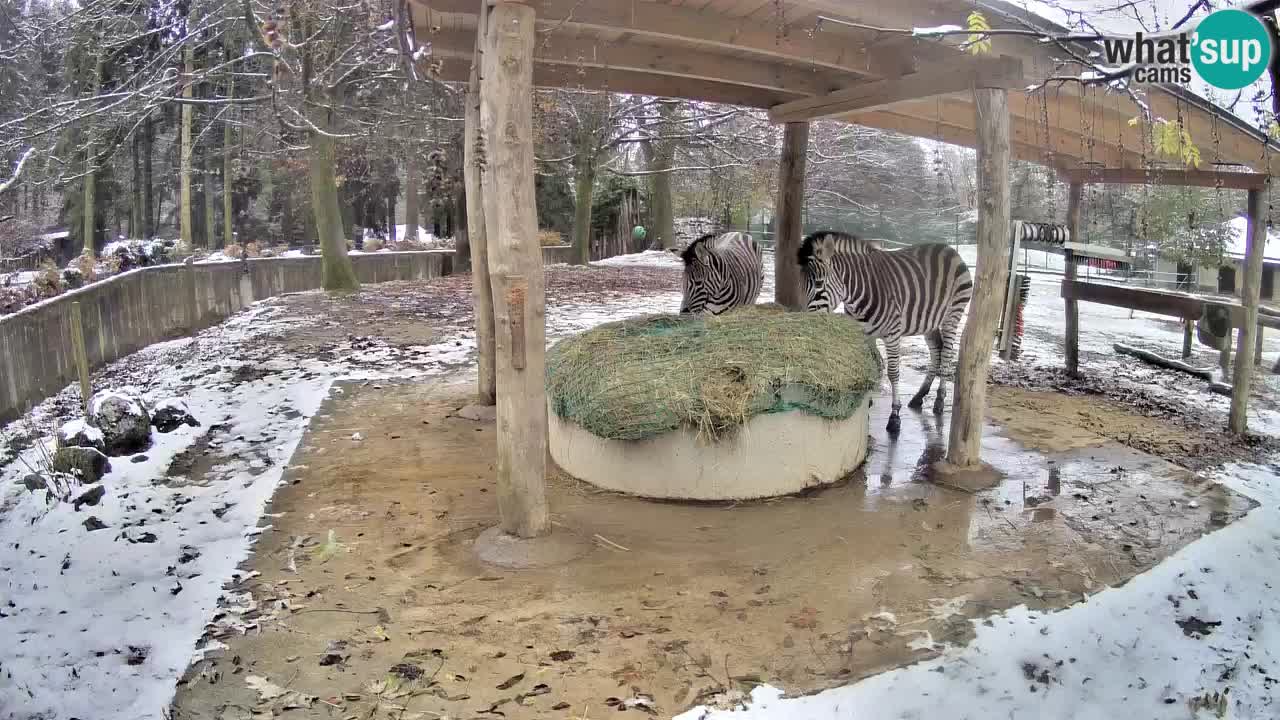 Le Zebre nello ZOO di Ljubljana – Slovenia Live webcam