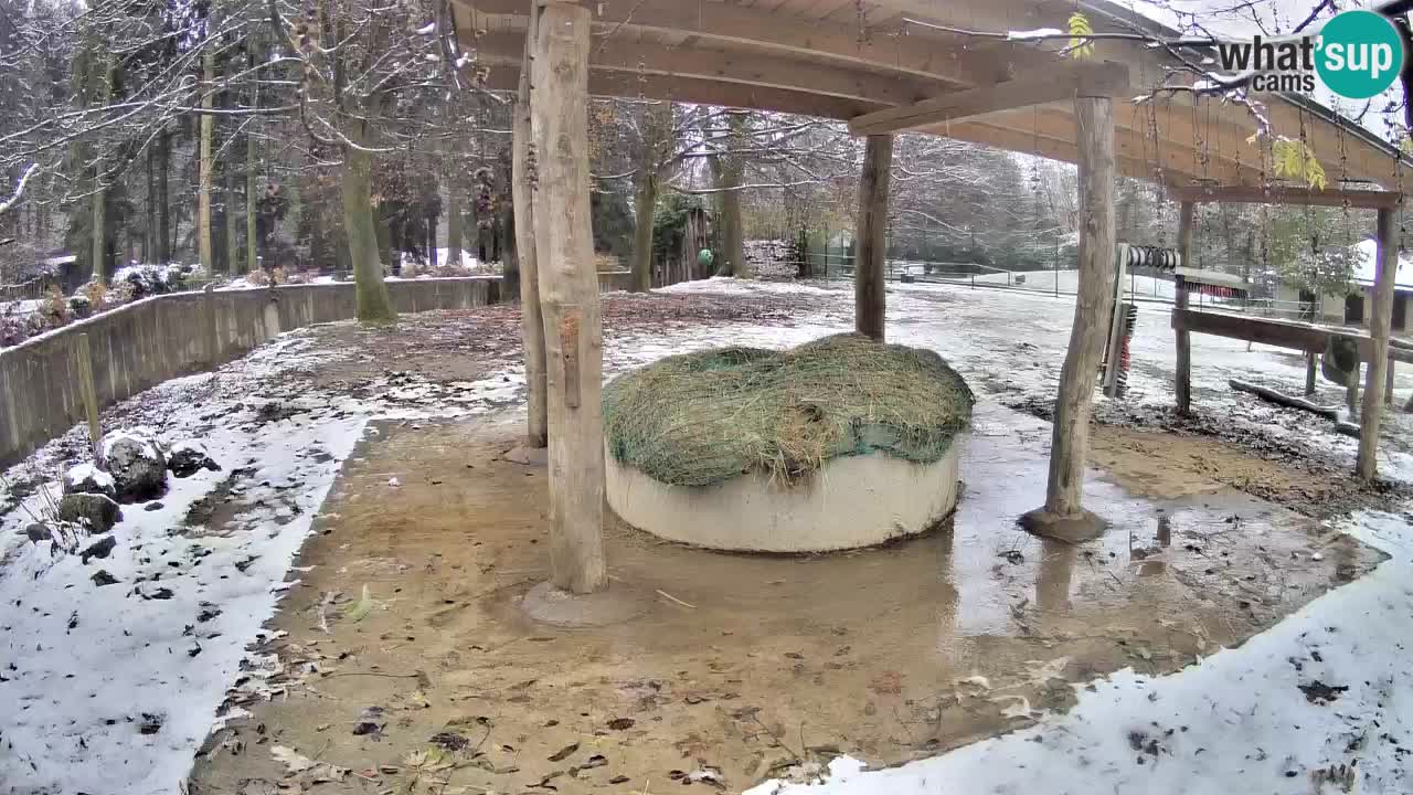 Zebre v živo v živalskem vrtu Ljubljana ZOO spletne kamere