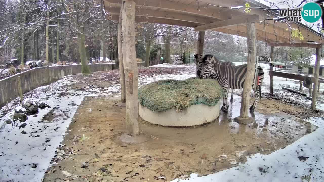 Le Zebre nello ZOO di Ljubljana – Slovenia Live webcam