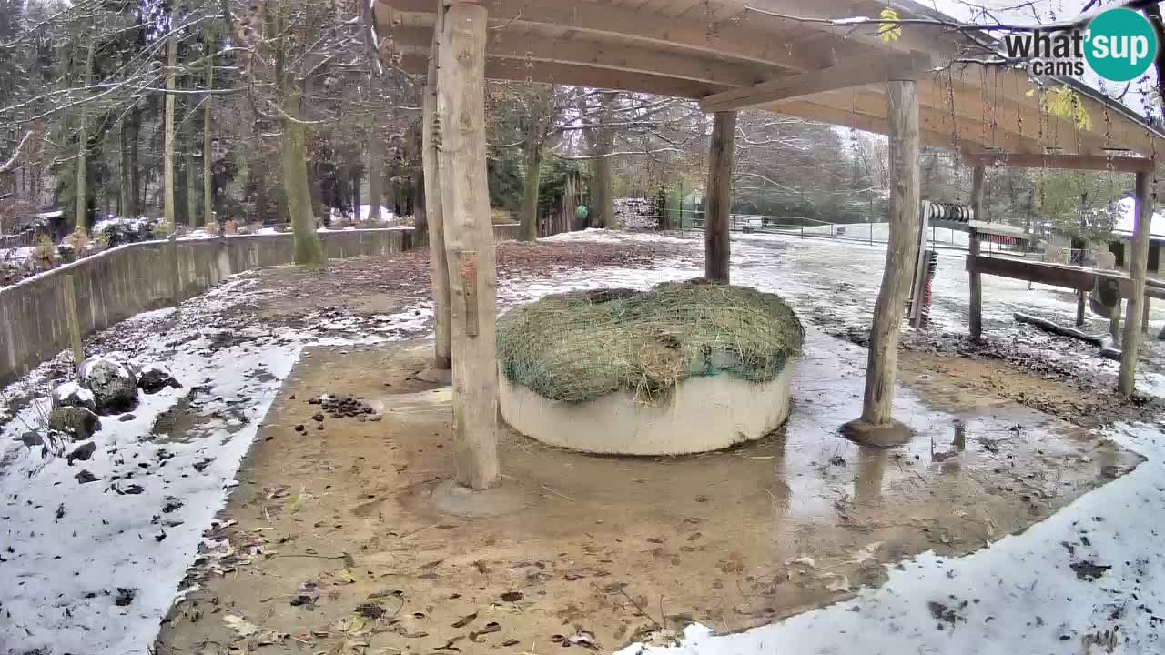 Zebre v živo v živalskem vrtu Ljubljana ZOO spletne kamere