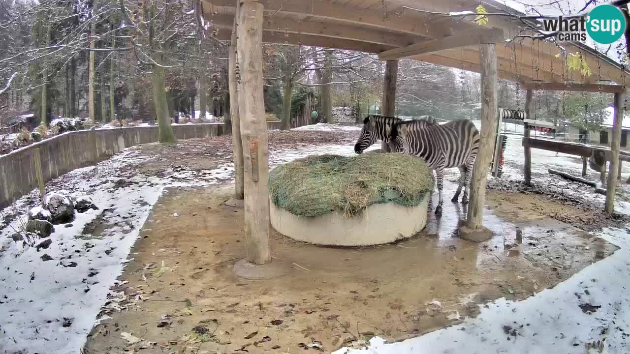 Le Zebre nello ZOO di Ljubljana – Slovenia Live webcam