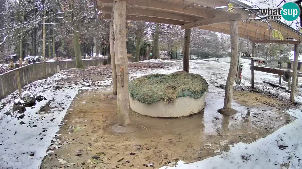 Live Webcam Zebras in Ljubljana ZOO – Slowenien