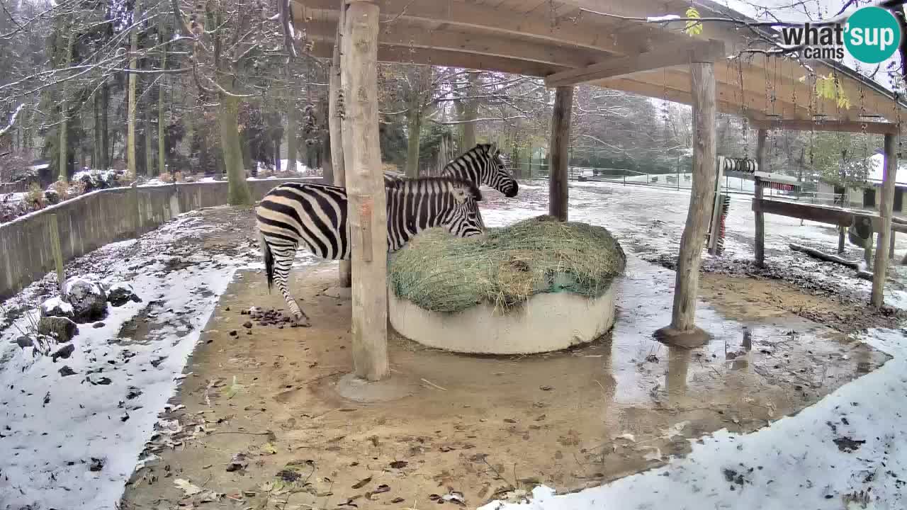 Live Webcam Zebras in Ljubljana ZOO – Slowenien