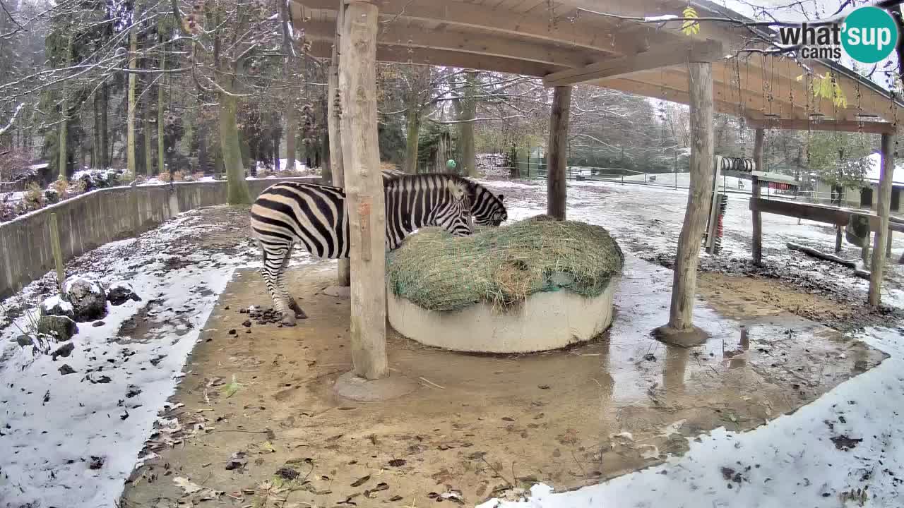 Zebre v živo v živalskem vrtu Ljubljana ZOO spletne kamere