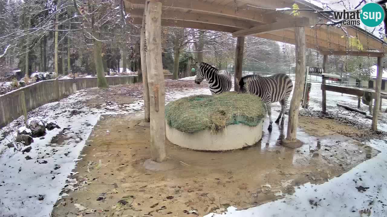 Le Zebre nello ZOO di Ljubljana – Slovenia Live webcam