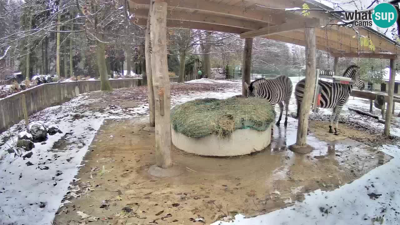 Live Webcam Zebras in Ljubljana ZOO – Slowenien