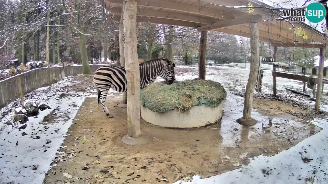 Live Webcam Zebras in Ljubljana ZOO – Slowenien