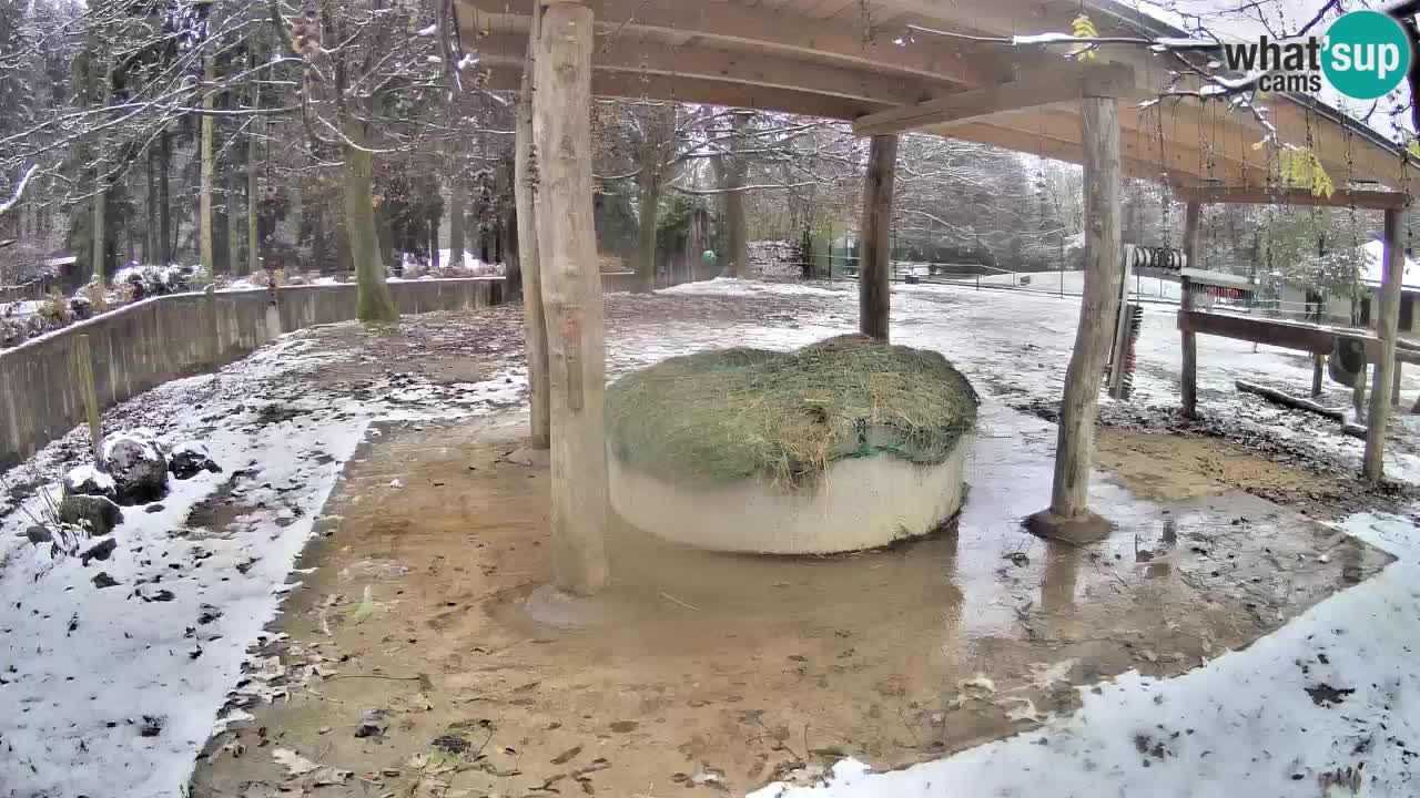 Zebre v živo v živalskem vrtu Ljubljana ZOO spletne kamere