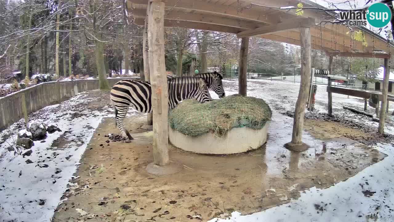 Zebre v živo v živalskem vrtu Ljubljana ZOO spletne kamere