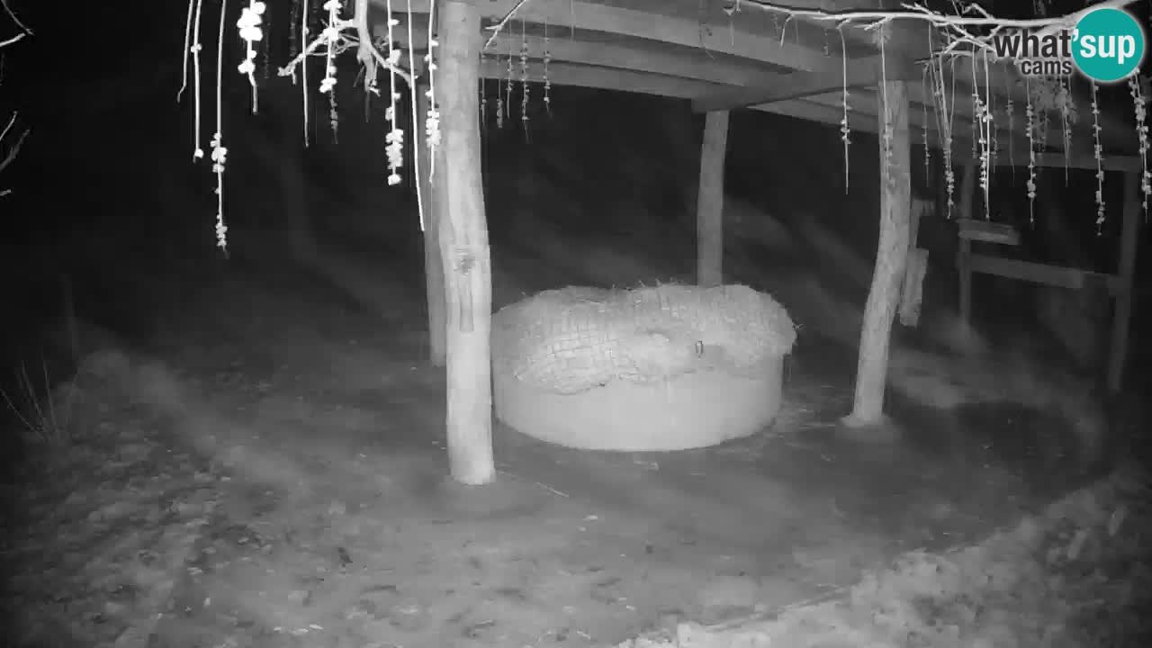 Le Zebre nello ZOO di Ljubljana – Slovenia Live webcam