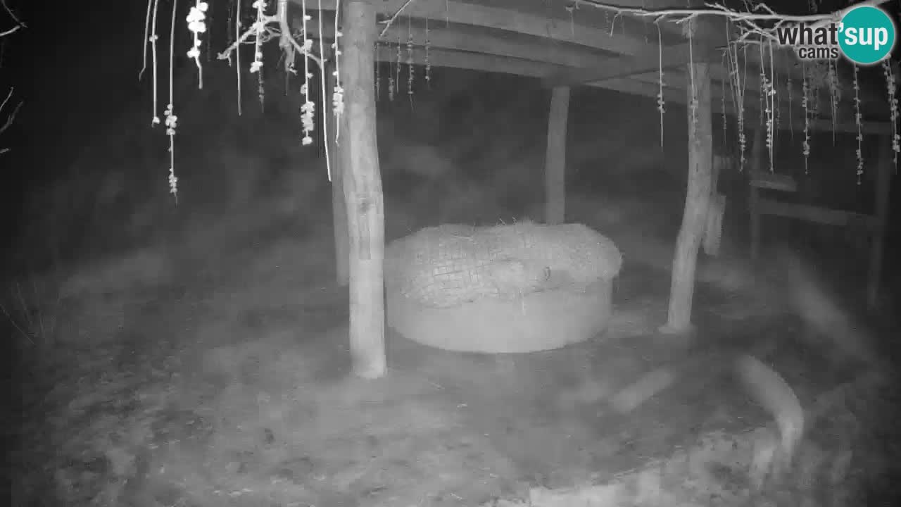 Le Zebre nello ZOO di Ljubljana – Slovenia Live webcam