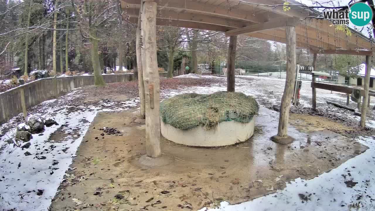 Zebre v živo v živalskem vrtu Ljubljana ZOO spletne kamere