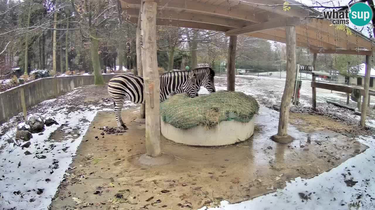 Zebre v živo v živalskem vrtu Ljubljana ZOO spletne kamere