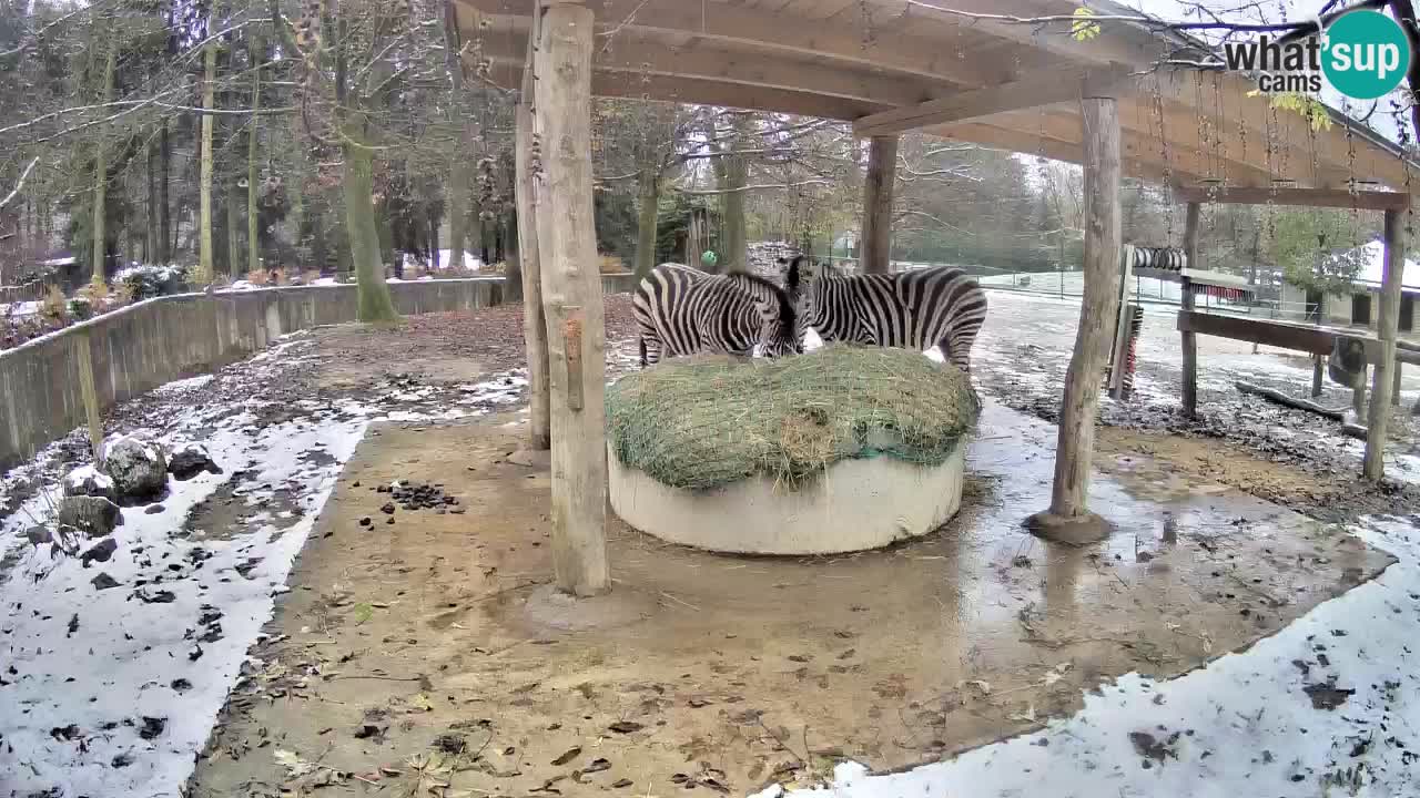 Le Zebre nello ZOO di Ljubljana – Slovenia Live webcam