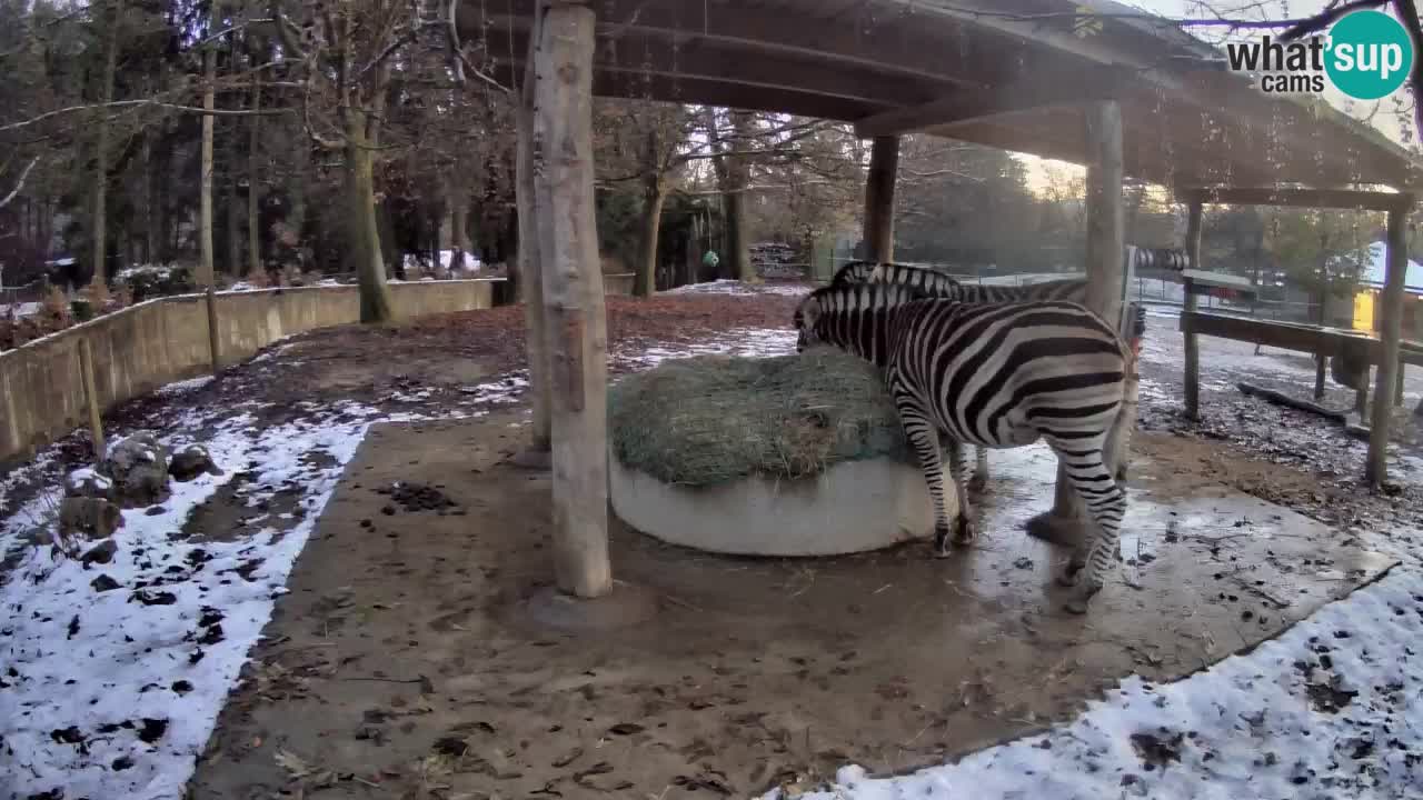 Zebre v živo v živalskem vrtu Ljubljana ZOO spletne kamere